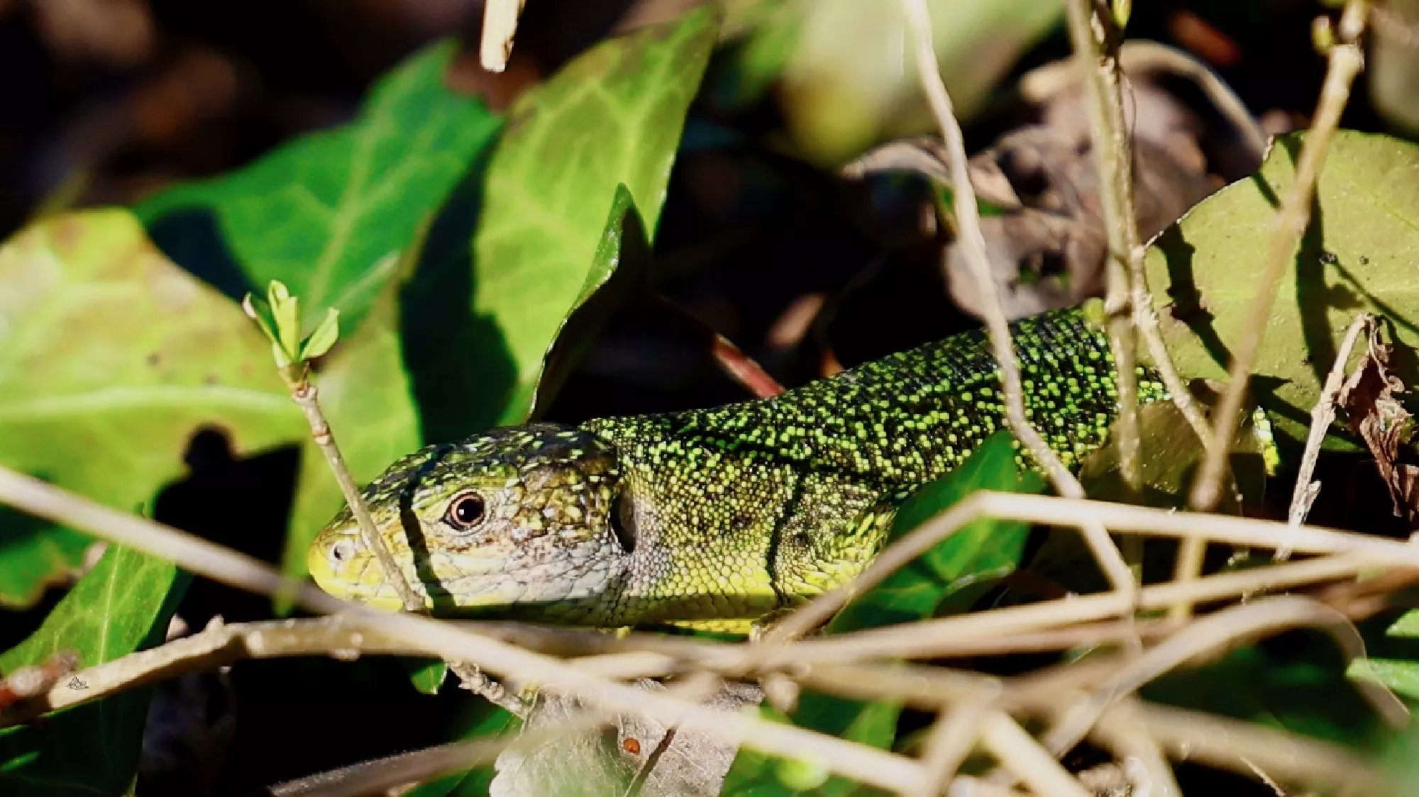 Portfolio/Europe/Photos/0241_Z9A9793_lezard vert.webp